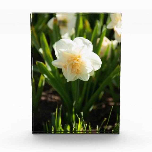 Bloque Para Fotos Grandes narcisos blancos en un día de primavera  (Anverso)