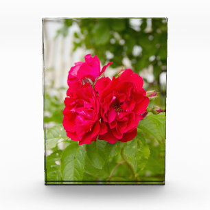 Bloque Para Fotos Grandes rosas rojas en el jardín p