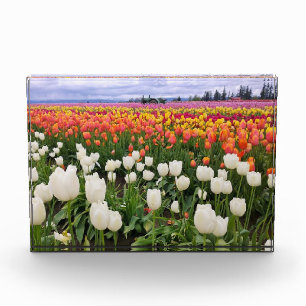 Bloque Para Fotos Granja de Tulipanes