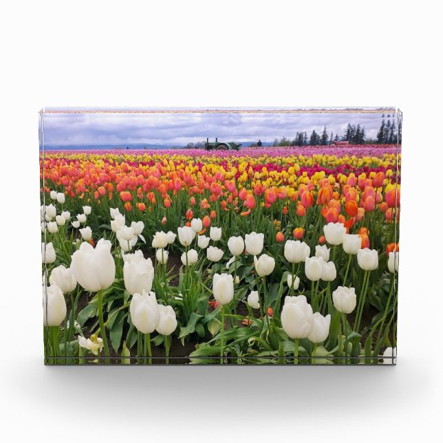 Bloque Para Fotos Granja de Tulipanes (Anverso)