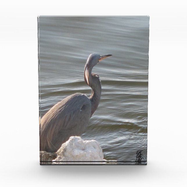 Bloque Para Fotos Great Blue Heron by the Water (Anverso)