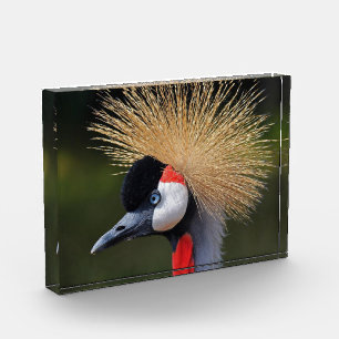Bloque Para Fotos Grúa coronada de negro