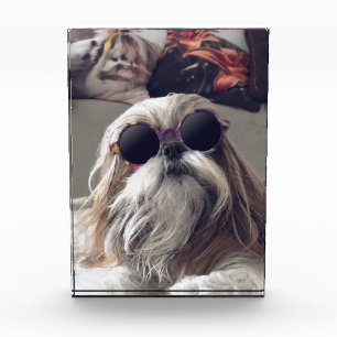 Bloque Para Fotos Guay Shih Tzu vintage de pelo largo gafas de sol F