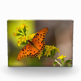 Bloque Para Fotos Gulf Fritillary aka Passion Butterfly on Goldenrod