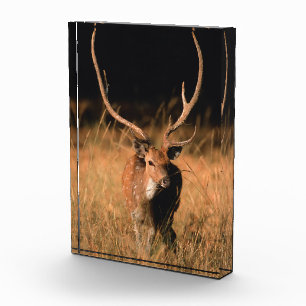 Bloque Para Fotos Hábitat natural del chital Parque nacional de Ba