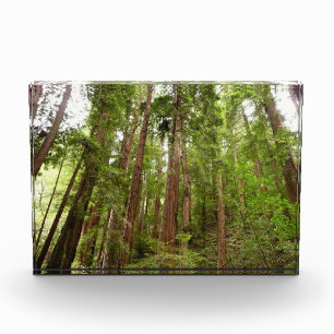Bloque Para Fotos Hasta Redwoods I en el Monumento Nacional Muir Woo