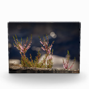 Bloque Para Fotos Heather Nature Photo
