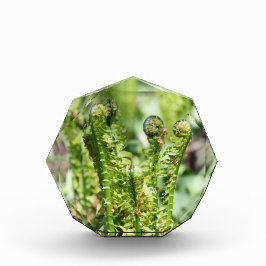 Bloque Para Fotos Helecho joven despertando en el jardín 