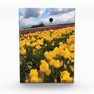 Bloque Para Fotos Hermoso campo de tulipanes con globo aerostático, 