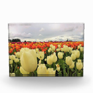 Bloque Para Fotos Hermoso Campo Tulipán, Oregón