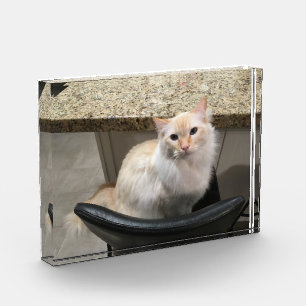 Bloque Para Fotos Hermoso gato blanco