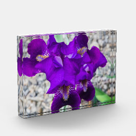 Bloque Para Fotos Hermoso iris morado