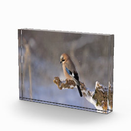 Bloque Para Fotos Hermoso pájaro Jay en rama