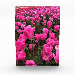 Bloque Para Fotos Hermosos Tulipanes Rosados, Oregón