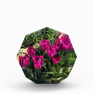 Bloque Para Fotos Hermosos Tulips