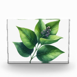 Bloque Para Fotos Hojas botánicas y floraciones