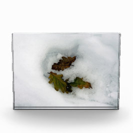 Bloque Para Fotos Hojas de roble en la huella del lienzo de la tarje