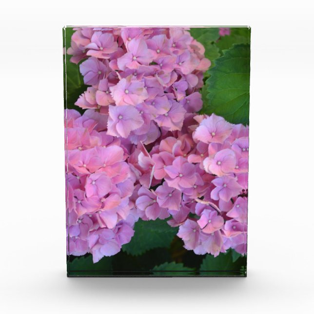Bloque Para Fotos Hortensia elegante y rústica Hydrangea macrophylla (Anverso)
