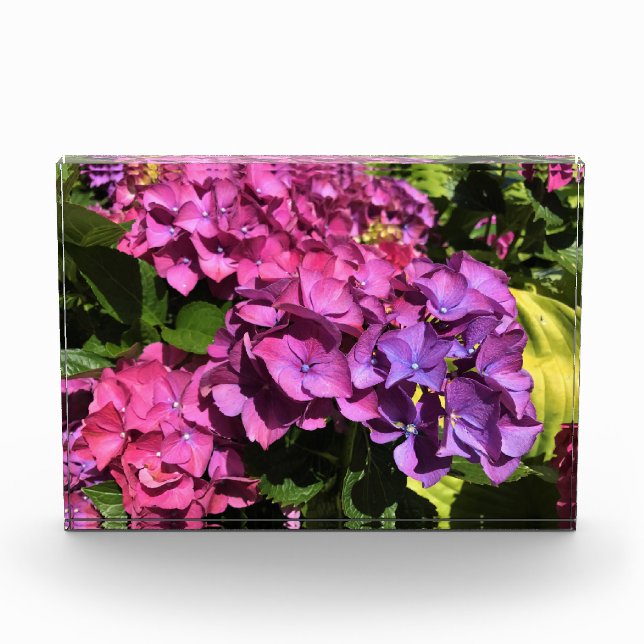 Bloque Para Fotos Hydrangeas (Anverso)