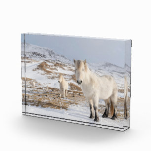 Bloque Para Fotos Icelandic Horse   Blonduos, Iceland
