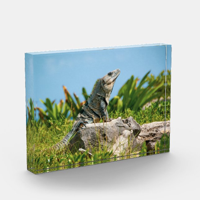 Bloque Para Fotos Iguana en México (Izquierda)