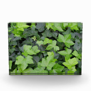 Bloque Para Fotos Impresión botánica de hiedra verde