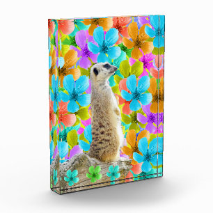 Bloque Para Fotos Jardín de juegos: Meerkat en medio de flores trico