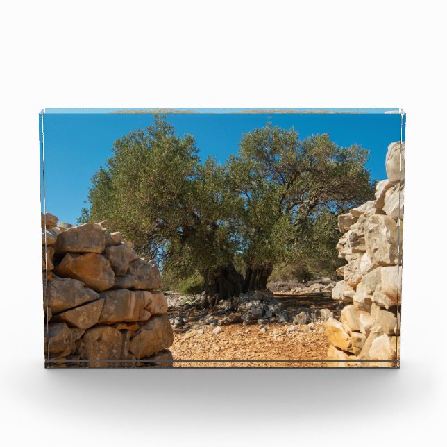 Bloque Para Fotos Jardines de oliva de Lun (Anverso)