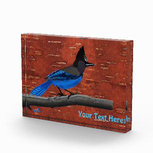 Bloque Para Fotos Jay On Inner Birch Bark de Steller
