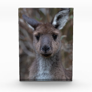 Bloque Para Fotos Kangaro gris occidental Australia