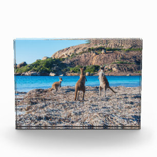Bloque Para Fotos Kangaroos en la playa Lucky Bay Australia