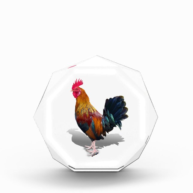 Bloque Para Fotos Key West - Gypsy Rooster (Anverso)