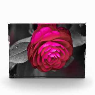 Bloque Para Fotos La camellia rosada