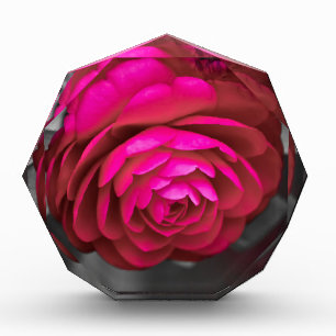 Bloque Para Fotos La camellia rosada
