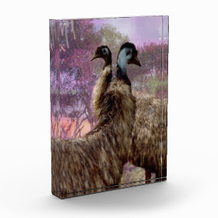 Bloque Para Fotos "Las plumas del romance: el cortejo del Emus"