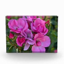Bloque Para Fotos lavender Pink Rose