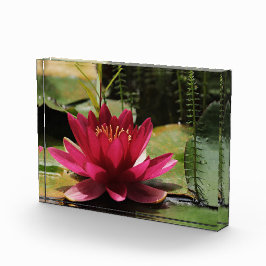 Bloque Para Fotos Lechuga rosa