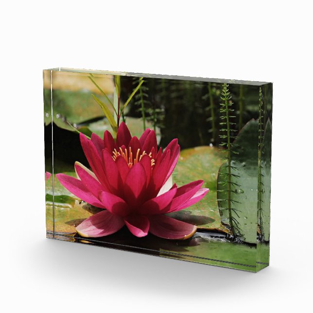 Bloque Para Fotos Lechuga rosa (Derecha)