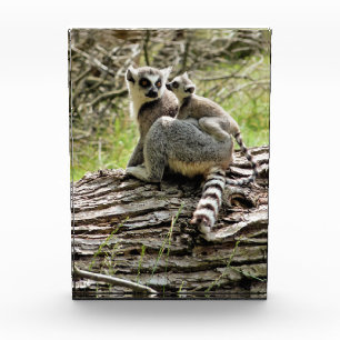BLOQUE PARA FOTOS LEMUR