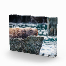 Bloque Para Fotos León Marítimo En La Bahía De Resurrección, Alaska