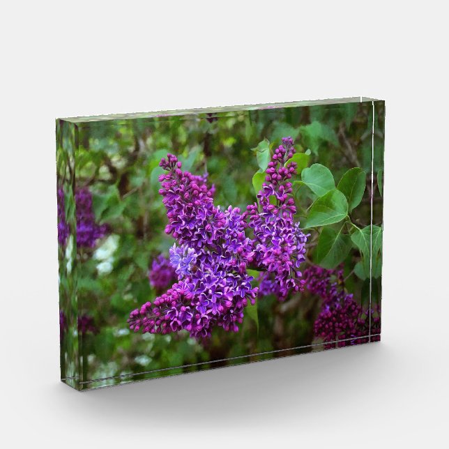 Bloque Para Fotos Lilacos morados en un día de primavera (Izquierda)