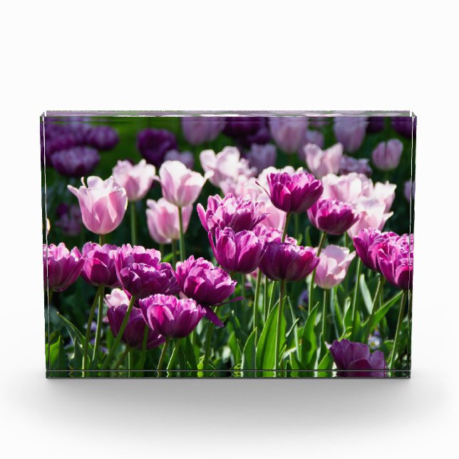 Bloque Para Fotos Lílago brillante y tulipanes rosados en un día sol (Anverso)