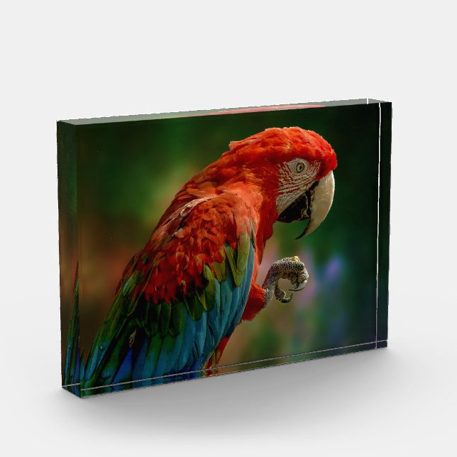 Bloque Para Fotos Loro colorido (Izquierda)