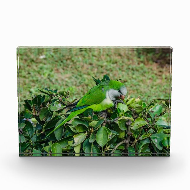 Bloque Para Fotos Loro verde (Anverso)