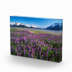 Bloque Para Fotos Lupinos en flor   Montañas Kenai, Alaska