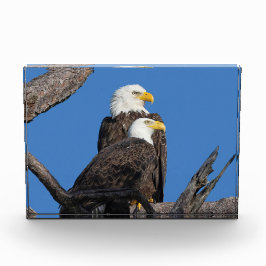 Bloque Para Fotos M15 y F23 - Una nueva pareja