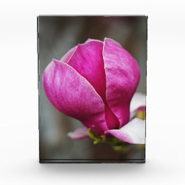 Bloque Para Fotos Magnolia Rosa en Floración Completa