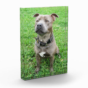 Bloque Para Fotos Malé adulto Staffordshire Bull Terrier,