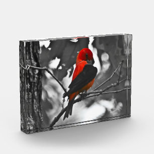 Bloque Para Fotos Male Scarlet Tanager