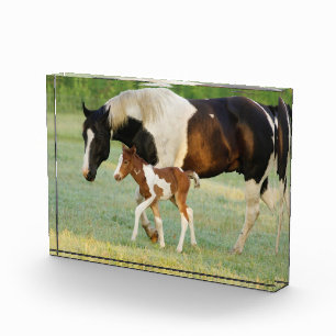 Bloque Para Fotos Mamá y pintura recién nacida Filly